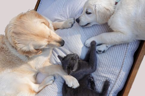 Image depicting the Service Pet Urine Deodorization